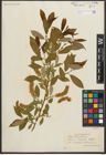 Foto von Salix triandra L.